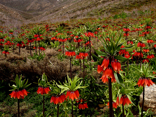 لاله واژگون